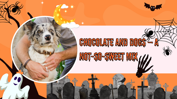 🐾 Chocolate and Dogs – A Not-So-Sweet Mix