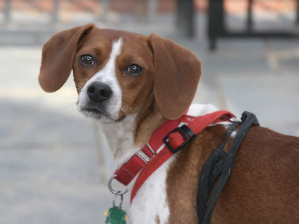 City Dogs Rescue in Washington DC