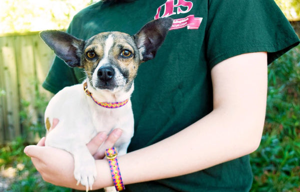 Doggie Protective Services Rescue