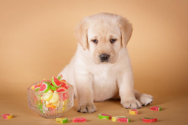 Halloween Safety Tips for Pets