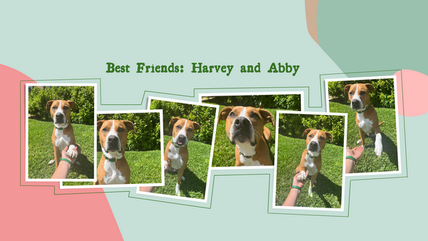 Why dogs are a girl's best friend! Besties: Harvey & Abby