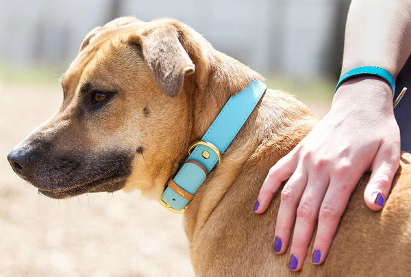 Nashville Humane Association