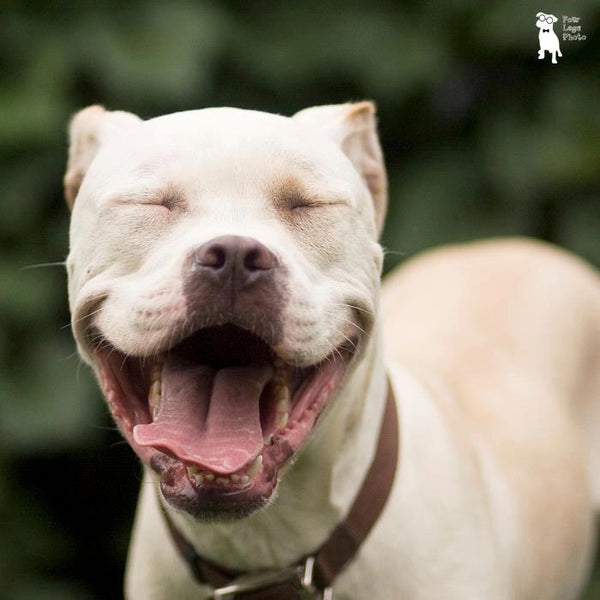 Pitty Loves Rescue - New York
