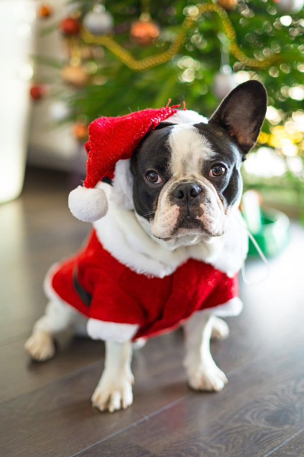 The Ultimate Christmas Paw-ty