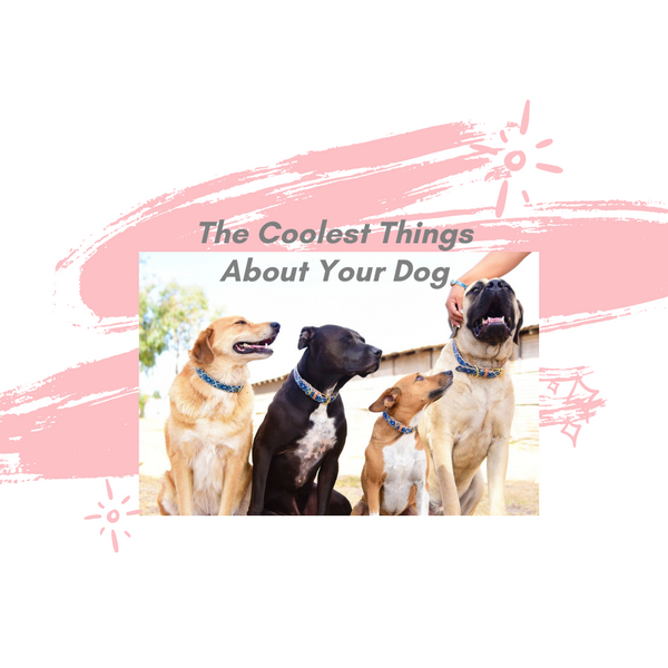 The Coolest Things About Your Dog🐕