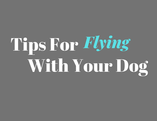 7 Tips For Flying With Your Dog