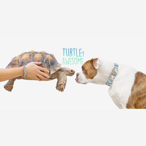 It's Turtle-y Awesome! 🐢