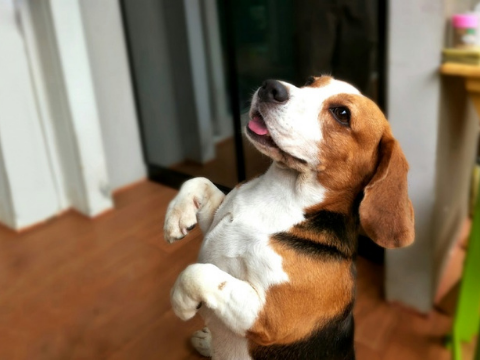 Learn To Understand 8 Dog Body Language Styles