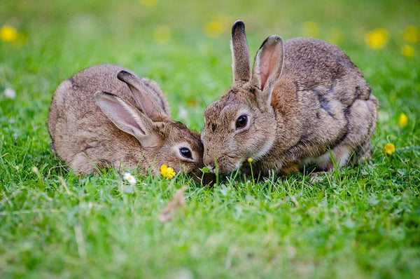 Your Guide to Cruelty-Free Fashion