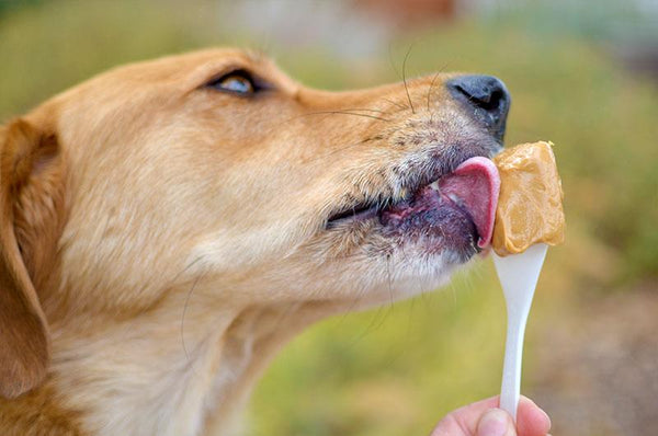 Yummy Pupsicle Recipes