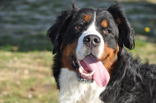 We like big mutts and we cannot lie!