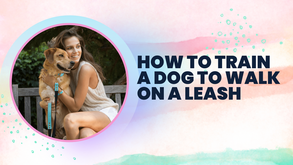 How to Train a Dog to Walk on a Leash