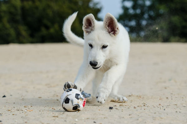 Planning a Beach Trip with Your Fur Baby