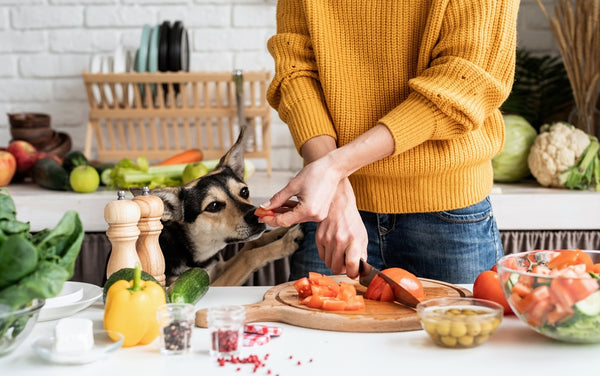 6 Reasons Why Your Dog May Need a Therapeutic Diet