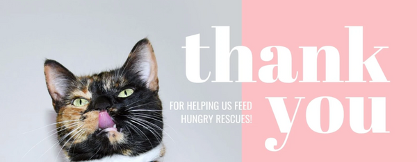 With your help, we fed these cute cats!