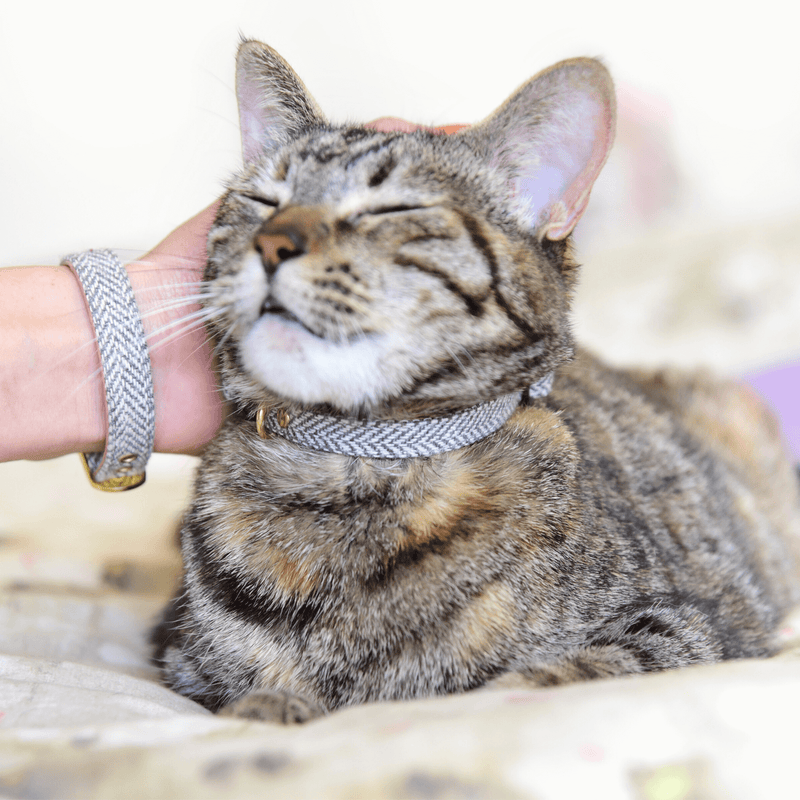 The Great British Feline