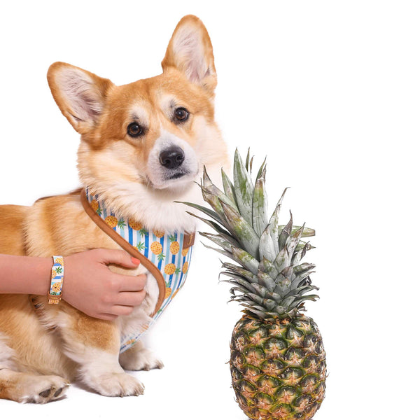 Pina Collarda - Friendship Harness