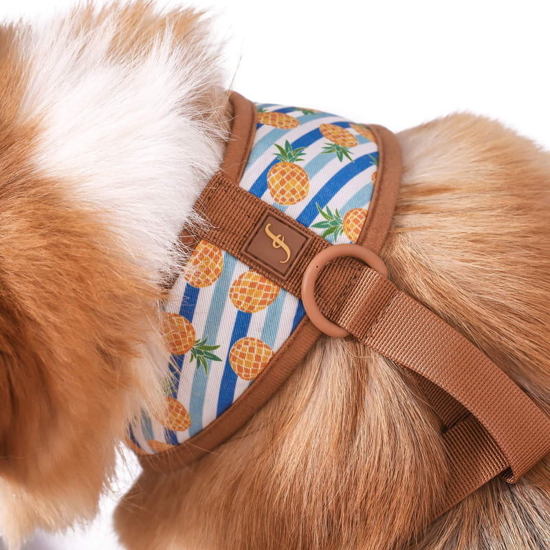Pina Collarda - Friendship Harness