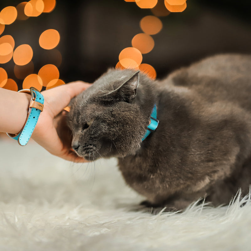 Classic Cat - Seafoam Blue